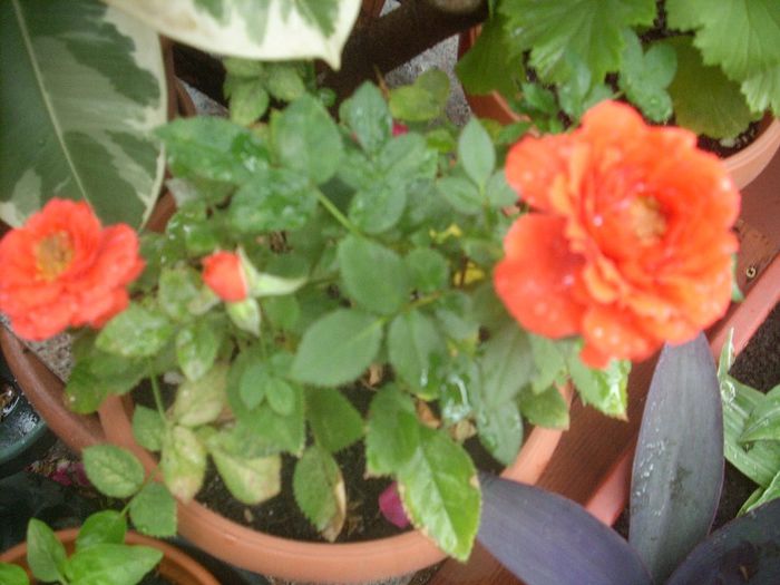 DSCN2820[1] - primavara 2013