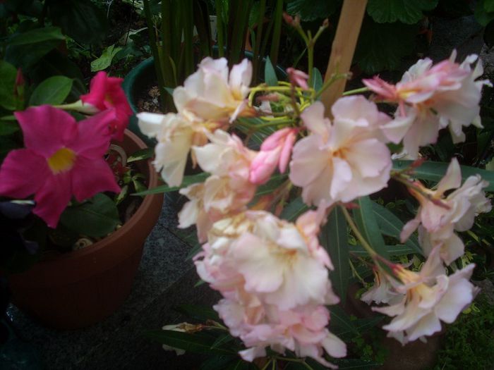 DSCN2828[1] - primavara 2013