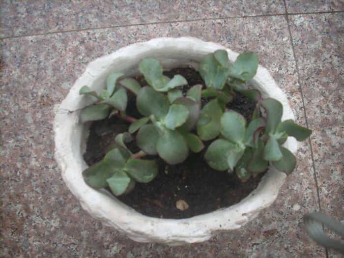 DSCN2837[1] - primavara 2013