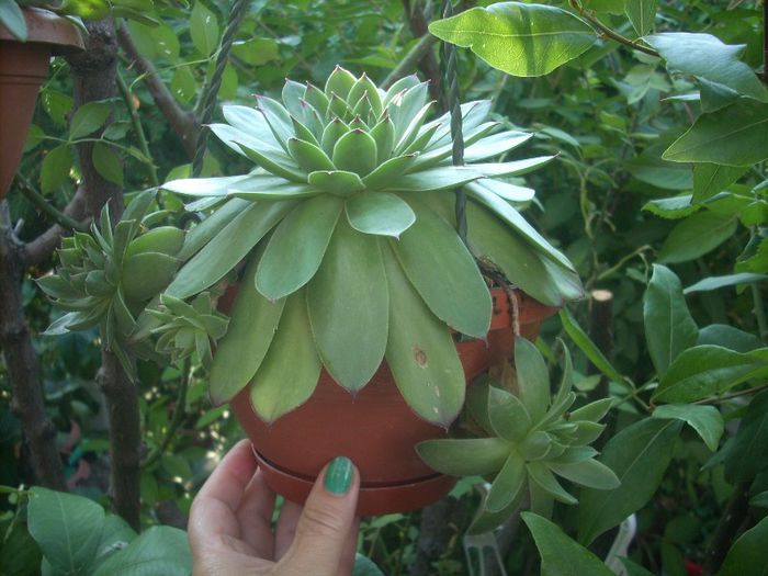 DSCN2873[1] - primavara 2013