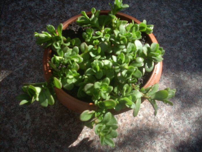 DSCN2842[1] - primavara 2013