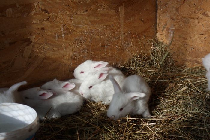 SDC11067 - 1 C Femela 2 urias alb a doua fatare