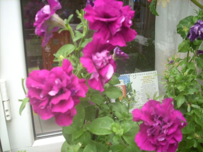 DSCN2846[1] - primavara 2013