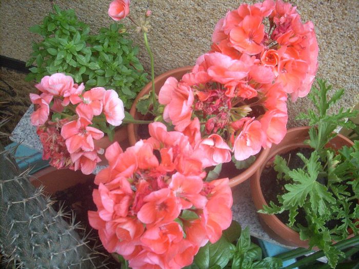 DSCN2847[1] - primavara 2013