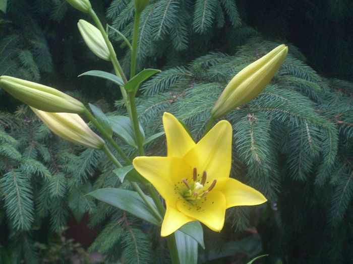 DSCN2850[1] - primavara 2013