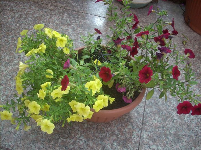 DSCN2871[1] - primavara 2013