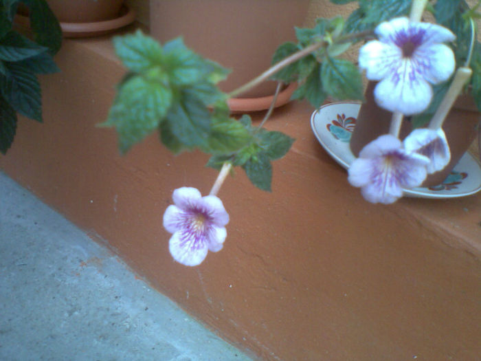 Imag134 - Achimenes 2013