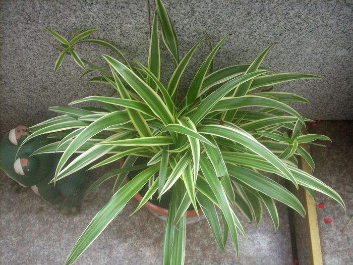 DSCN2852[1] - primavara 2013