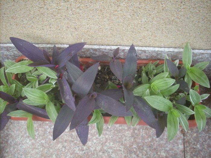 DSCN2854[1] - primavara 2013