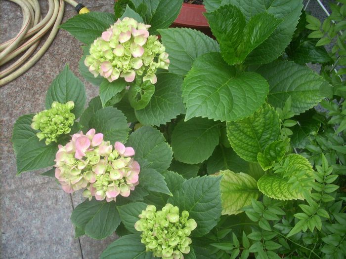 DSCN2855[1] - primavara 2013