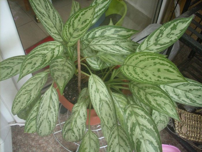 DSCN2862[1] - primavara 2013