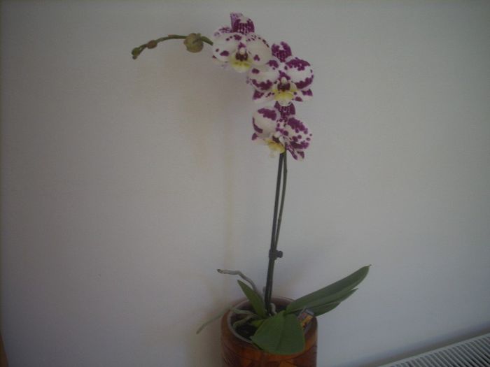 DSCN2863[1] - primavara 2013