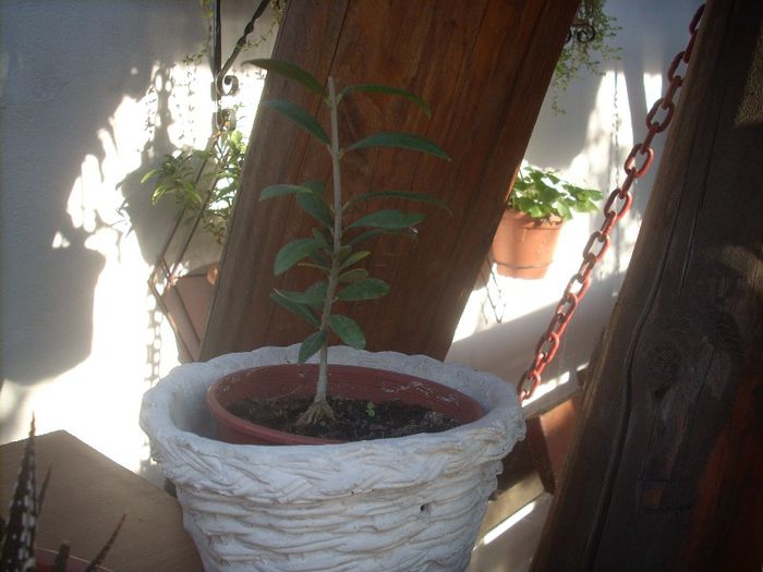 DSCN2876[1] - primavara 2013