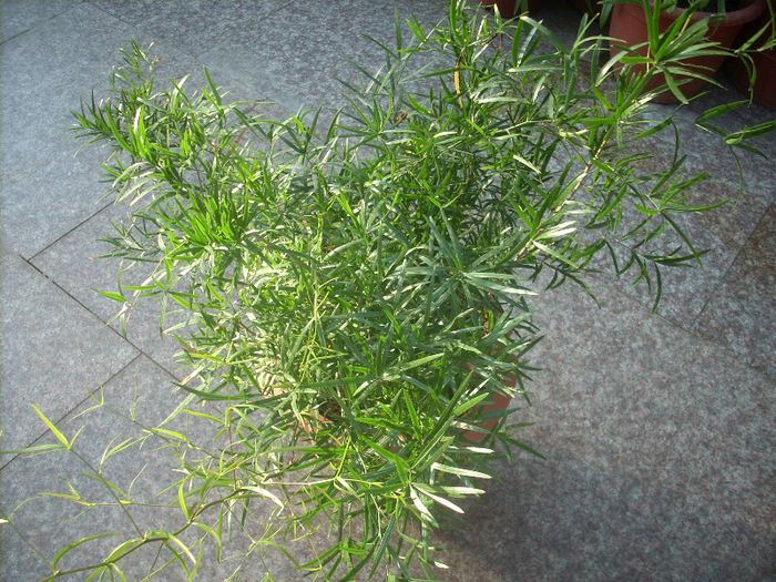 DSCN2884[1] - primavara 2013