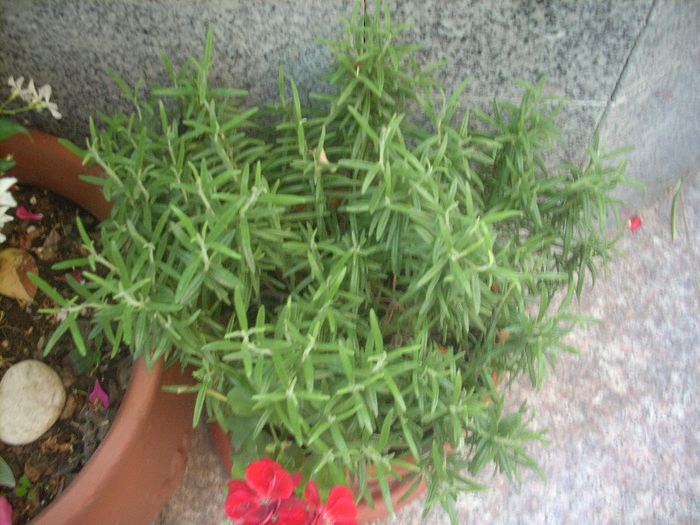 DSCN2882[1] - primavara 2013