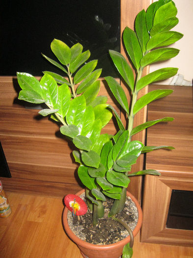 IMG_2660 - zamioculcas