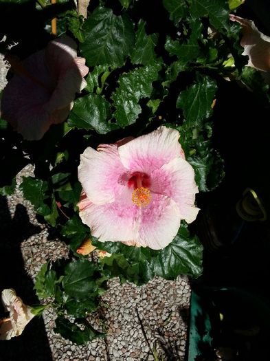 ? - plantele mele