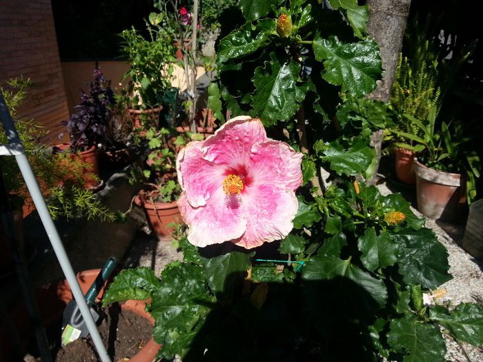 ? - plantele mele
