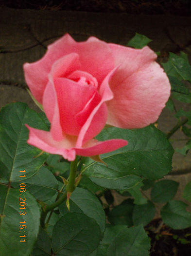 14 iunie 2013-flori 068