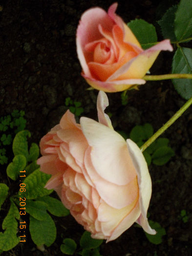 14 iunie 2013-flori 069