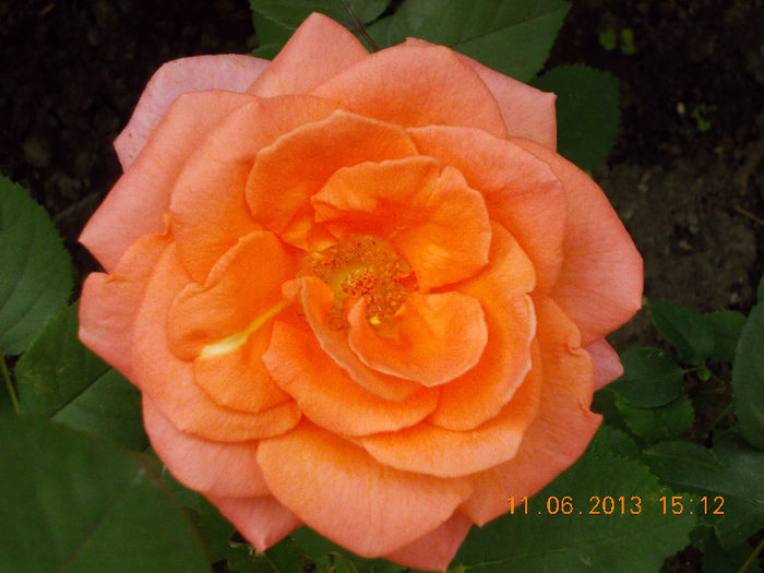 14 iunie 2013-flori 070