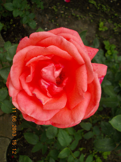 14 iunie 2013-flori 073