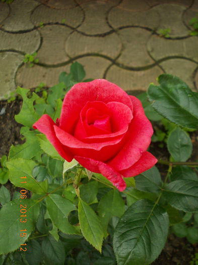 14 iunie 2013-flori 074