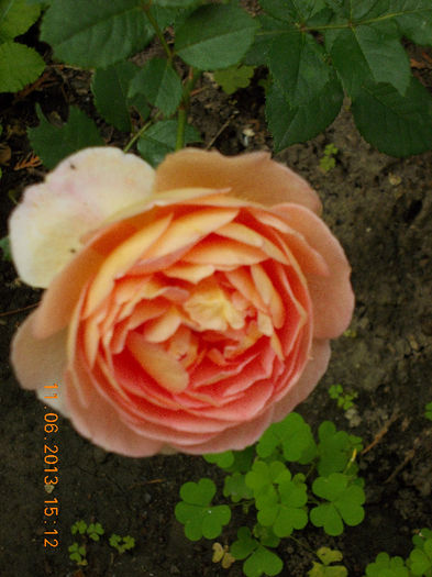 14 iunie 2013-flori 075