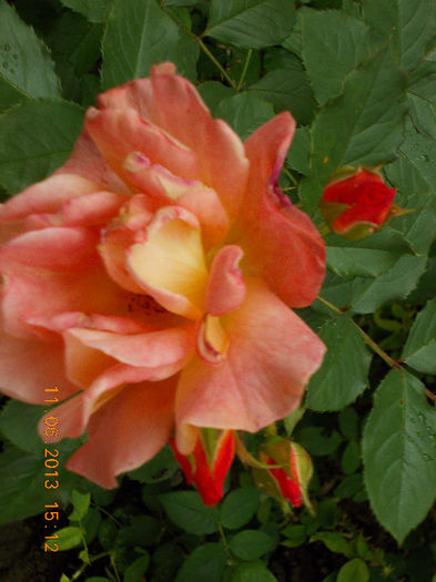 14 iunie 2013-flori 077