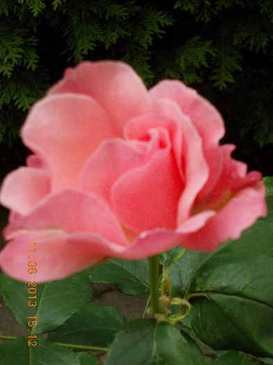 14 iunie 2013-flori 078