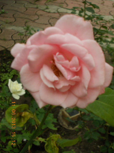 14 iunie 2013-flori 079