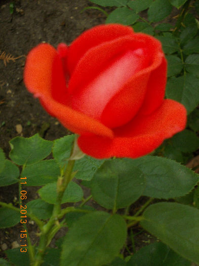 14 iunie 2013-flori 080