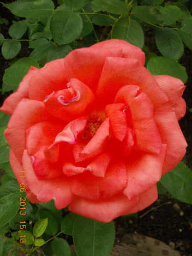 14 iunie 2013-flori 081