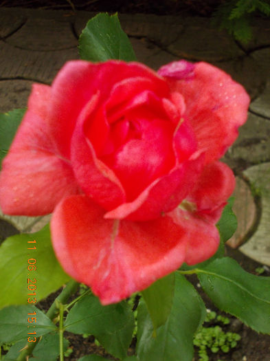 14 iunie 2013-flori 082