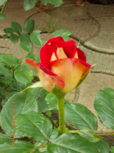 14 iunie 2013-flori 083