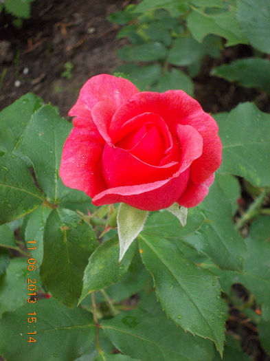 14 iunie 2013-flori 085
