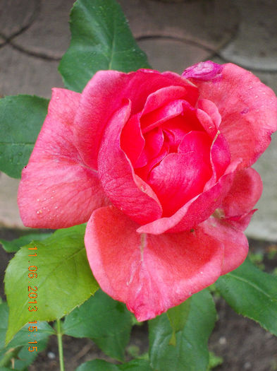 14 iunie 2013-flori 086