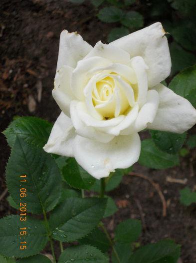 14 iunie 2013-flori 087