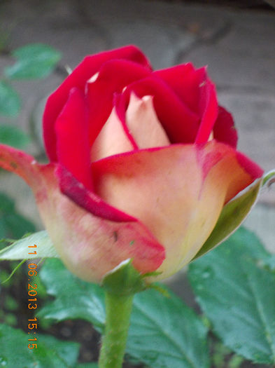 14 iunie 2013-flori 088