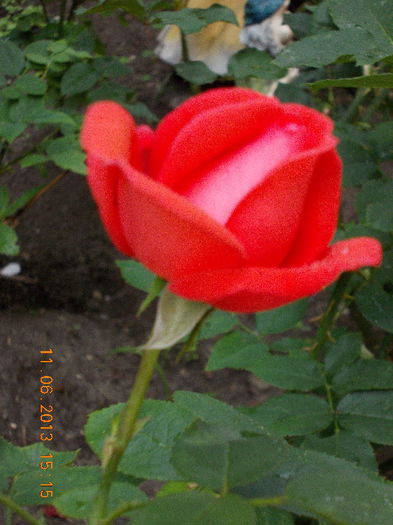 14 iunie 2013-flori 089