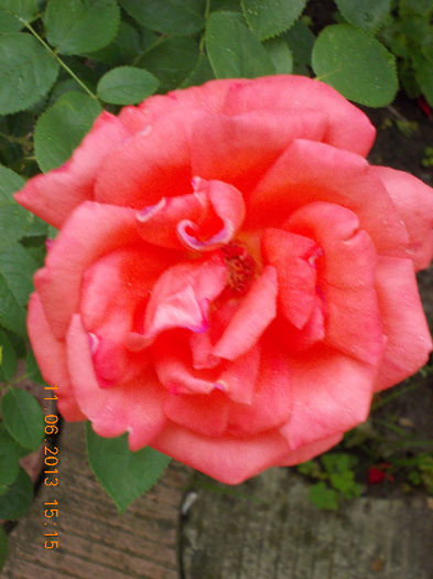 14 iunie 2013-flori 090