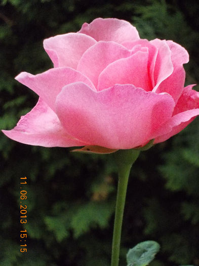 14 iunie 2013-flori 092