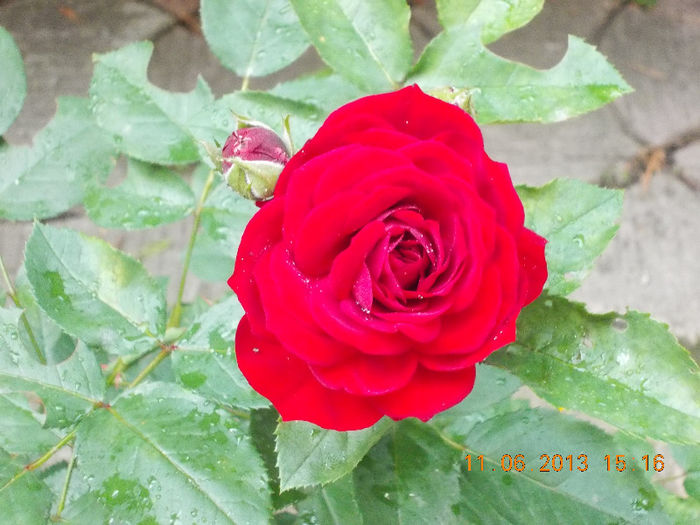 14 iunie 2013-flori 097