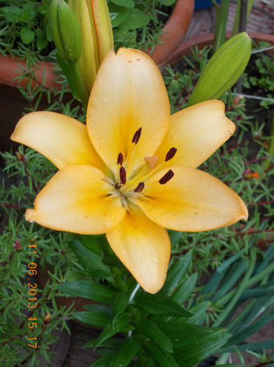 14 iunie 2013-flori 113