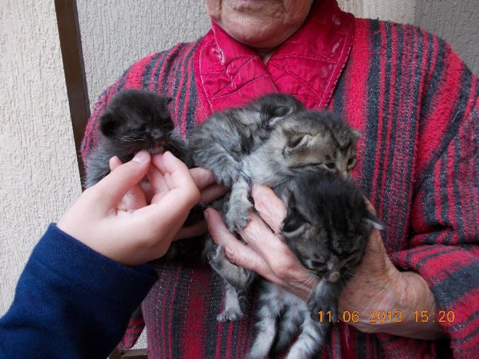 14 iunie 2013-flori 116