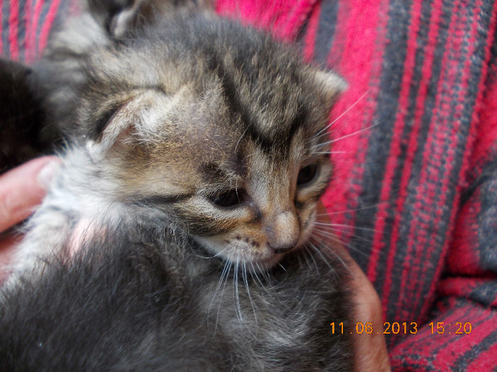 14 iunie 2013-flori 117