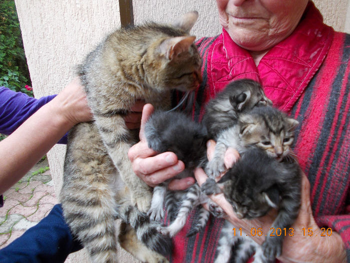 14 iunie 2013-flori 118