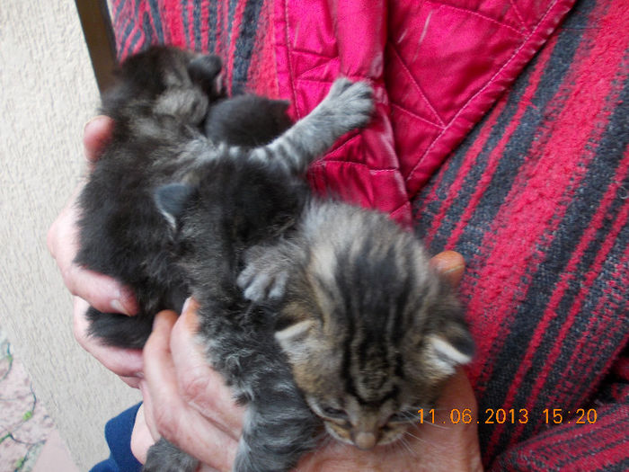 14 iunie 2013-flori 119