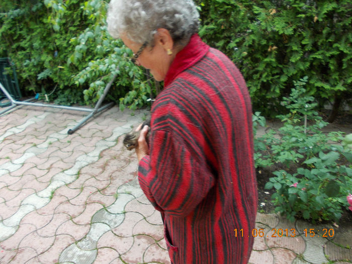 14 iunie 2013-flori 123