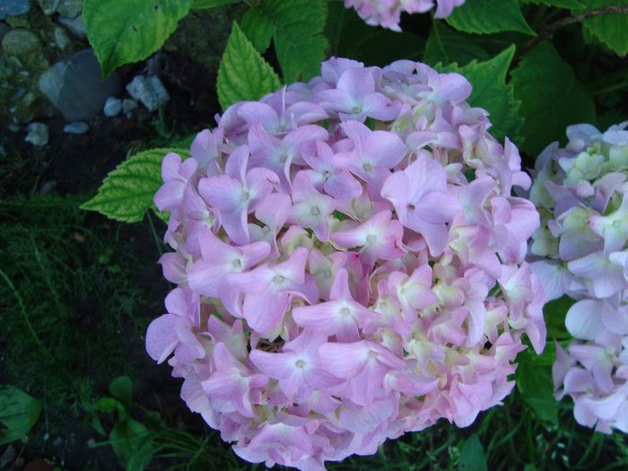 DSC08703 - hortensia